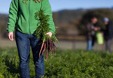 CIA student picking carrots in a garden.